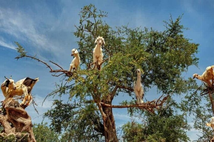 Taghazout Goat Trees & Souk El Had and hotel pickup included