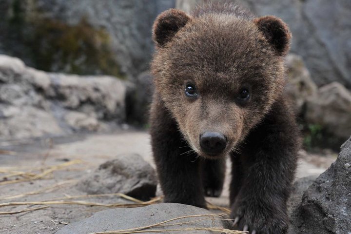 Noboribetsu Bear Park Admission Ticket | Hokkaido