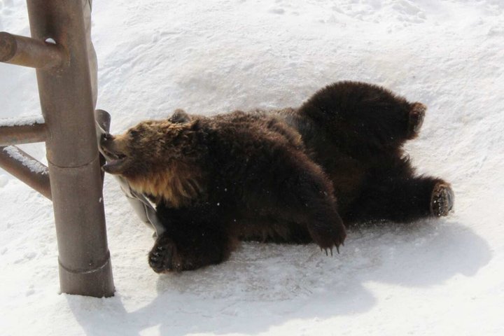 Noboribetsu Bear Park Admission Ticket | Hokkaido