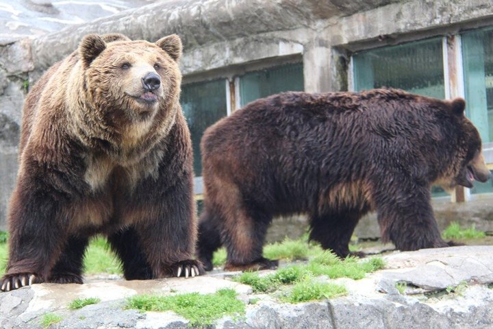 Noboribetsu Bear Park Admission Ticket | Hokkaido