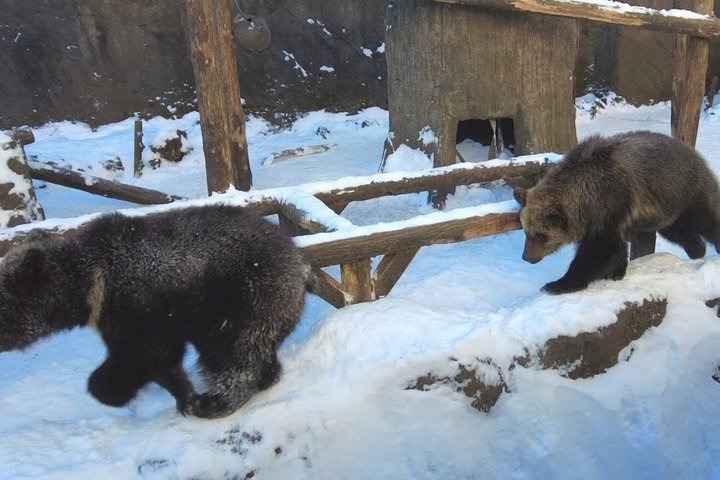 Noboribetsu Bear Park Admission Ticket | Hokkaido
