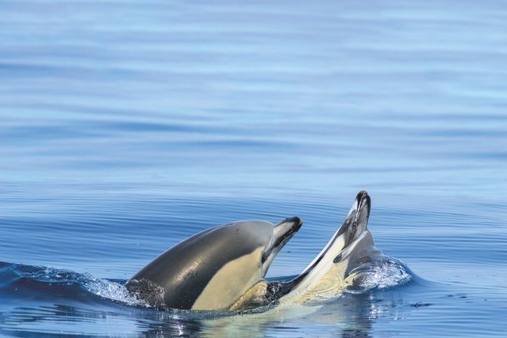 Vilamoura: Dolphins & Benagil Caves - Catamaran