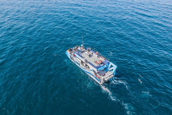 Vilamoura: Dolphins & Benagil Caves - Catamaran