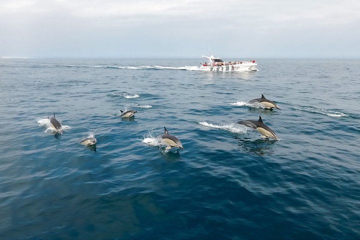 Vilamoura: Dolphins & Benagil Caves - Catamaran