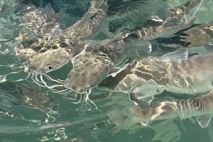 Private Boat Tour - Maragogi