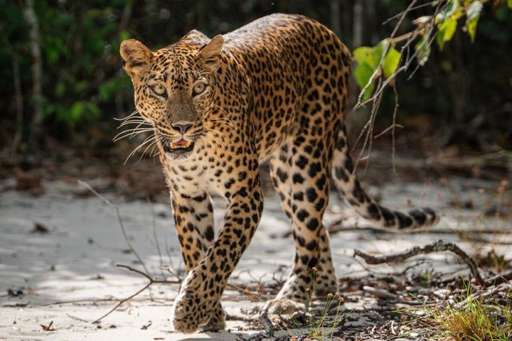 Wilpattu National Park Safari Tour
