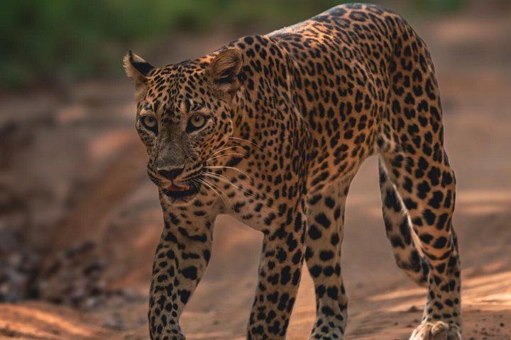 Wilpattu National Park Safari Tour