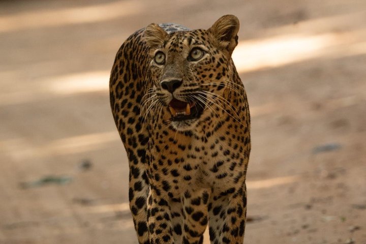Wilpattu National Park Safari Tour