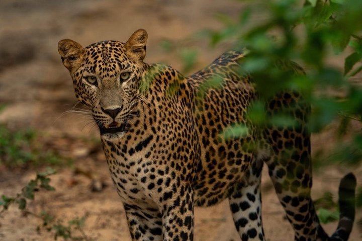 Wilpattu National Park Safari Tour