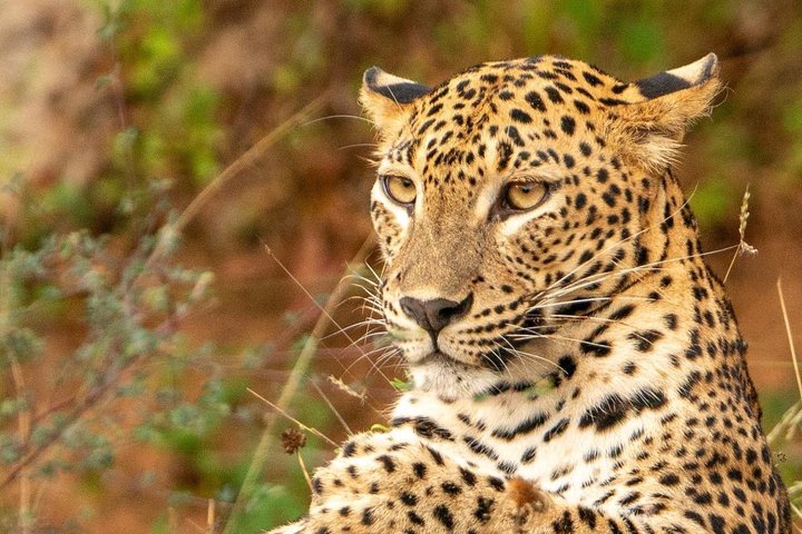 Wilpattu National Park Safari Tour