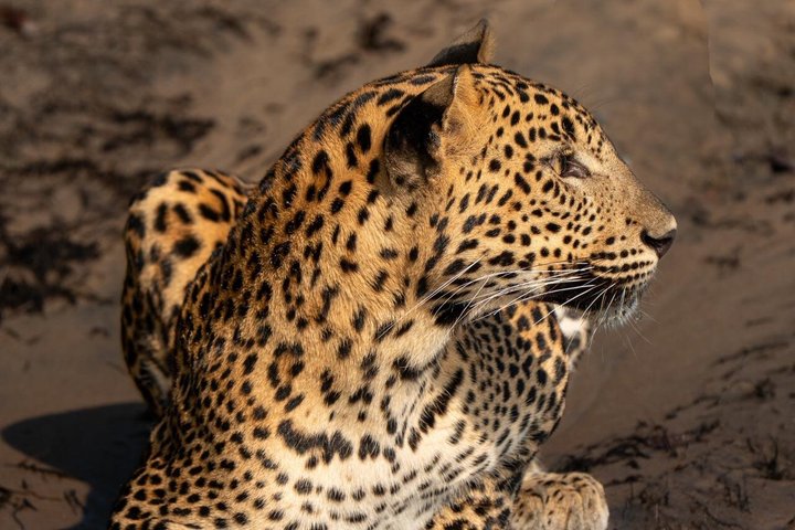 Wilpattu National Park Safari Tour