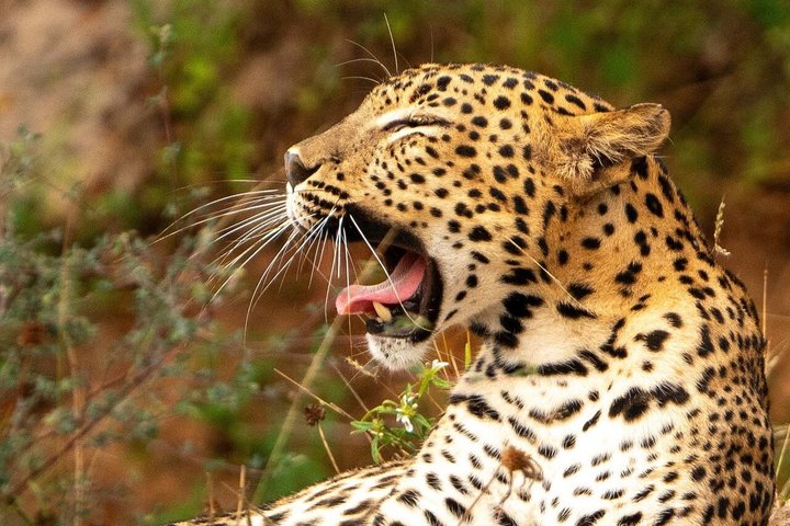 Wilpattu National Park Safari Tour