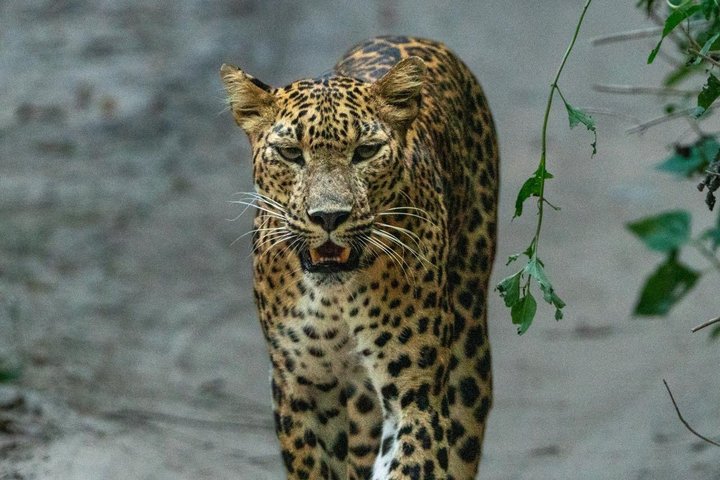 Wilpattu National Park Safari Tour