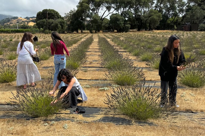 Mendocino Lavender Farm Tour