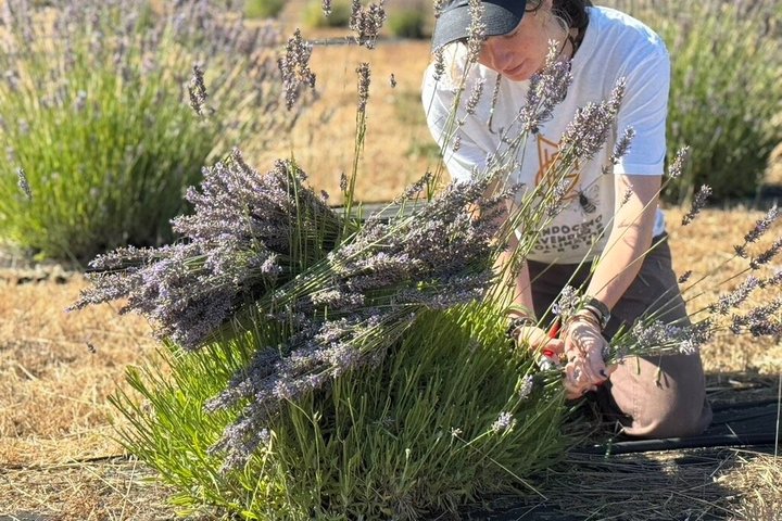 Mendocino Lavender Farm Tour