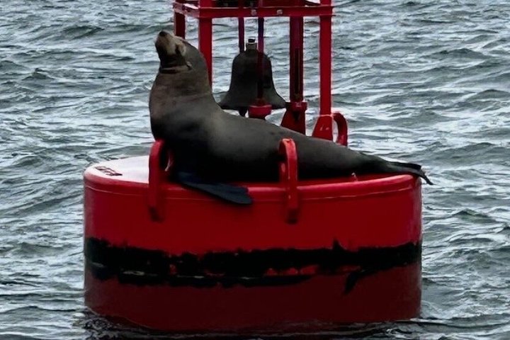 Whale Watching and Bear Search-Icy Strait Point