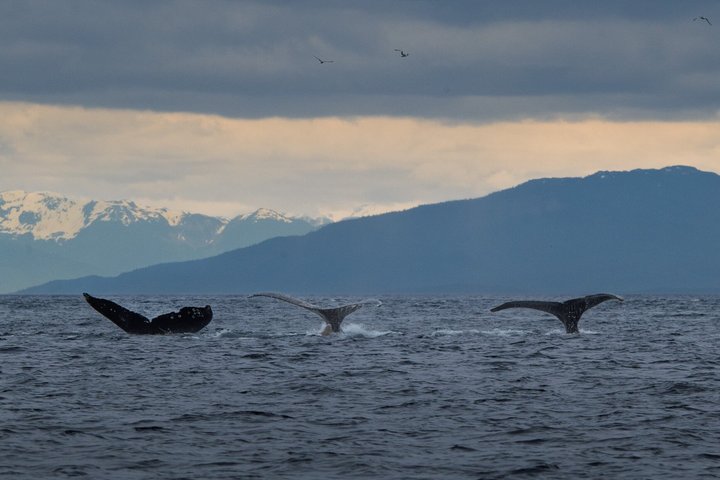 Whale Watching and Bear Search-Icy Strait Point