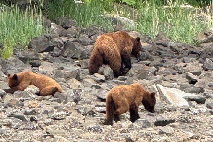 Whale Watching and Bear Search-Icy Strait Point