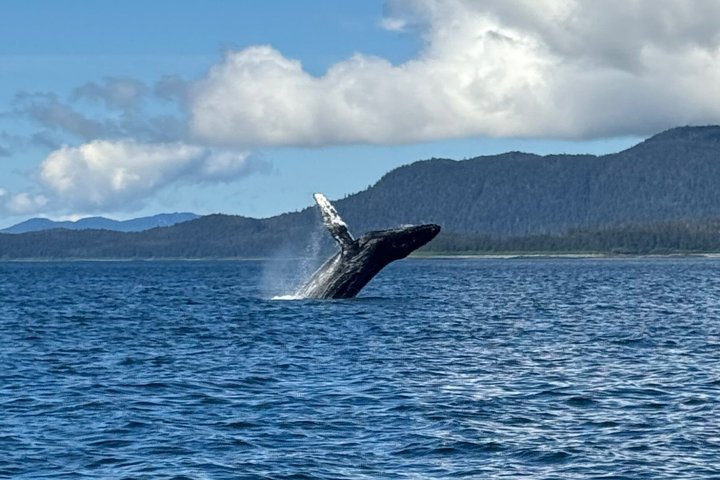 Whale Watching and Bear Search-Icy Strait Point