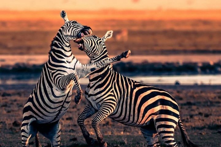 1 Day Tsavo East and West Extreme Wildlife Safari Adventure