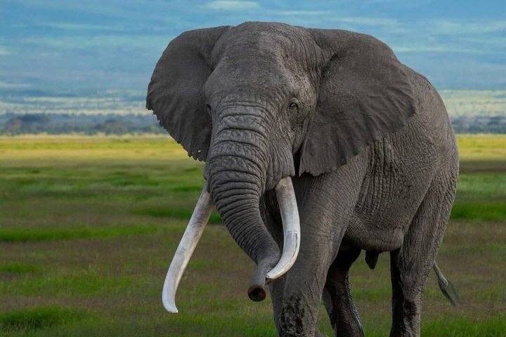 1 Day Tsavo East and West Extreme Wildlife Safari Adventure