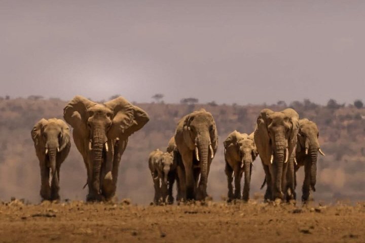 1 Day Tsavo East and West Extreme Wildlife Safari Adventure