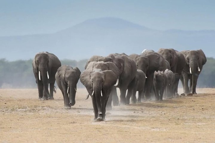 1 Day Tsavo East and West Extreme Wildlife Safari Adventure