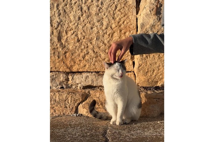 Fun VIP: Dougga UNESCO, Bulla Regia & Testour (Pickup All)