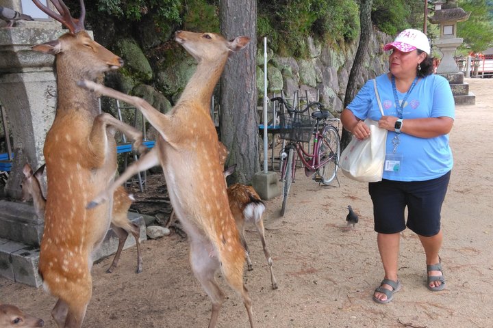 Hiroshima Cruise Pickup : Miyajima & Peace Park Tour with car