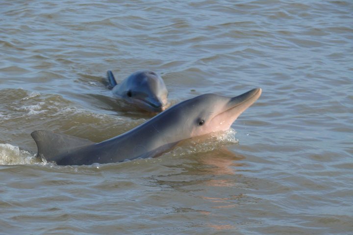 Sunset and Dolphin Tour Suriname
