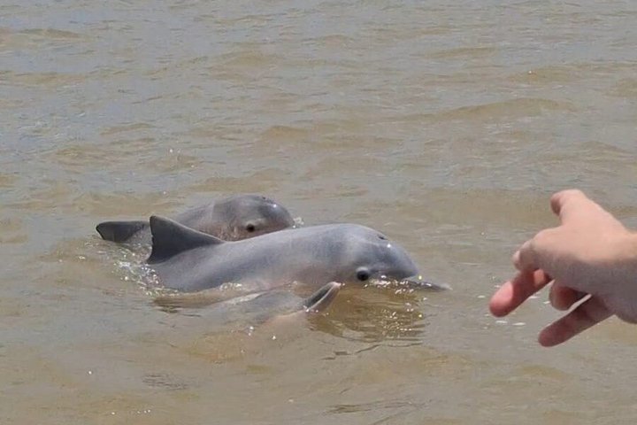 Sunset and Dolphin Tour Suriname