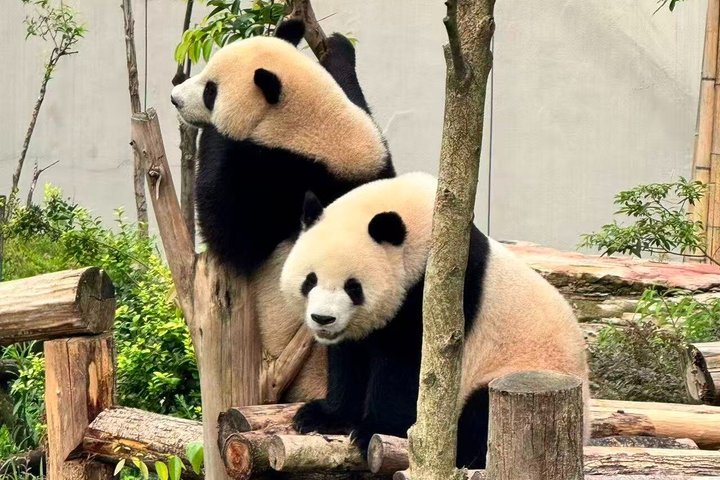 Chengdu Panda Base Half-Day Private Tour
