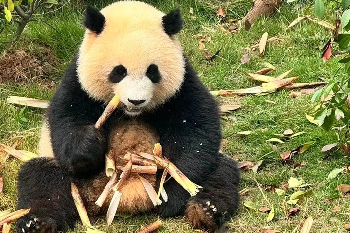 Chengdu Panda Base Half-Day Private Tour