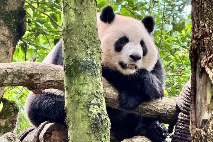Chengdu Panda Base Half-Day Private Tour