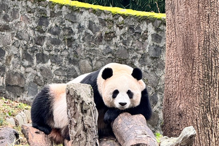 Chengdu Panda Base Half-Day Private Tour
