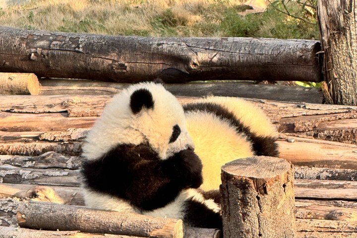 Chengdu Panda Base Half-Day Private Tour