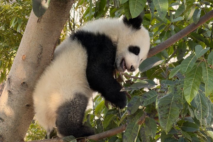 Chengdu Panda Base Half-Day Private Tour