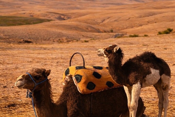 Marrakech Desert Agafay Quad & Camel with Lunch & swimming pool