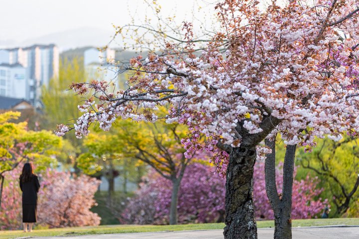 Gyeongju UNESCO World Heritage Guided Day Tour from Busan