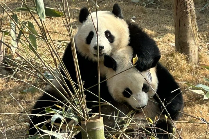Chengdu Panda Base Half-Day Private Tour