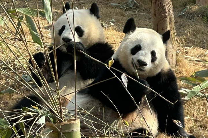 Chengdu Panda Base Half-Day Private Tour