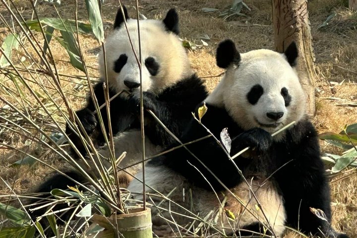 Chengdu Panda Base Half-Day Private Tour