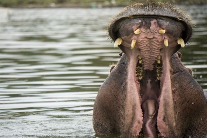 Day Trip To Hells Gate National Park and Lake Naivasha Boat Ride