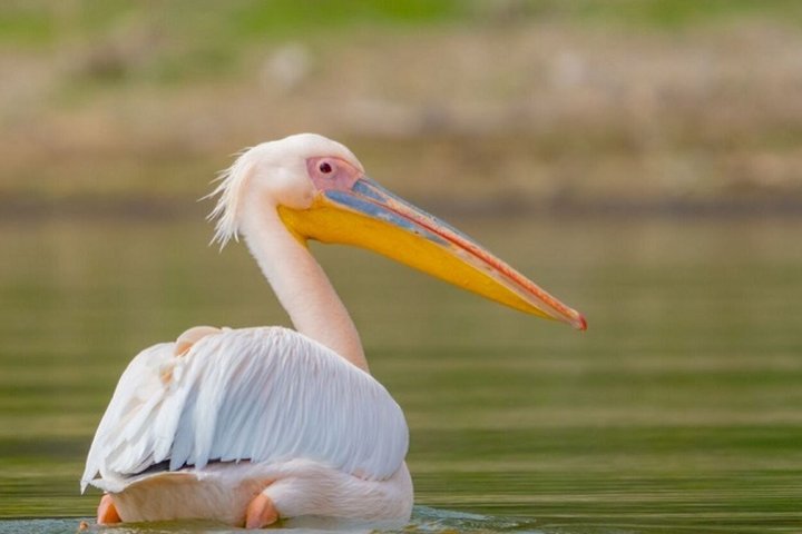 Day Trip To Hells Gate National Park and Lake Naivasha Boat Ride
