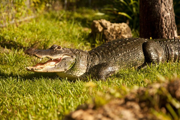 Everglades Airboat, Wildlife Exhibit, & Roundtrip Bus from Miami