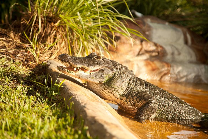 Everglades Airboat, Wildlife Exhibit, & Roundtrip Bus from Miami