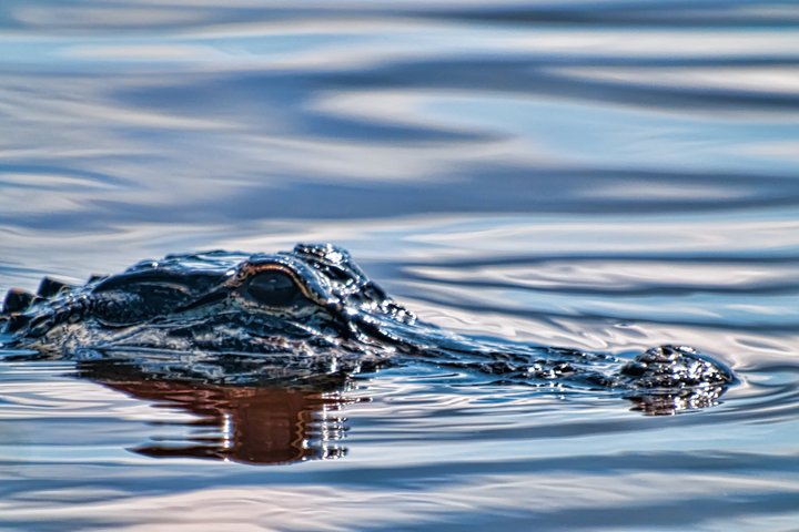 Everglades Airboat, Wildlife Exhibit, & Roundtrip Bus from Miami
