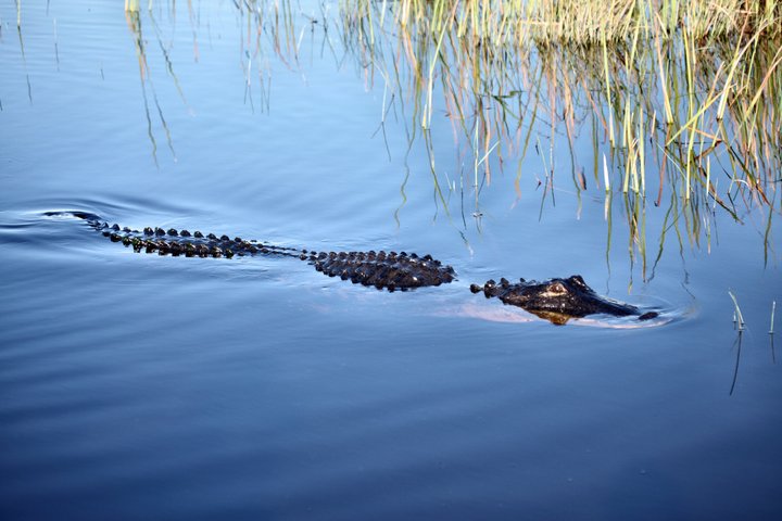 Everglades Airboat, Wildlife Exhibit, & Roundtrip Bus from Miami