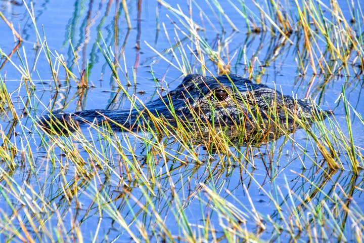Everglades Airboat, Wildlife Exhibit, & Roundtrip Bus from Miami
