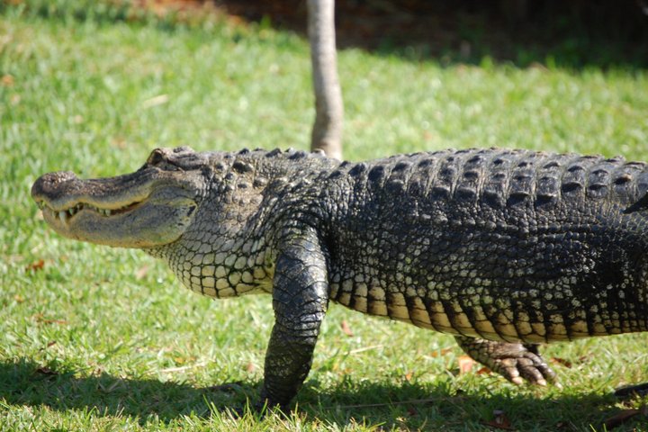 Everglades Airboat, Wildlife Exhibit, & Roundtrip Bus from Miami